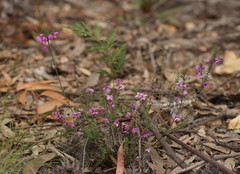 Tetratheca bauerifolia