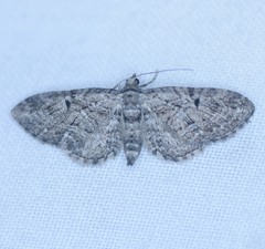 Eupithecia interruptofasciata