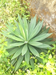 Agave angustifolia image