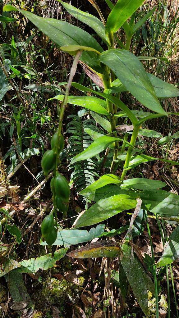 Epidendrum chaparense Dodson & R.Vásquez 2