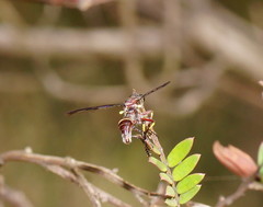 Daptolestes limbipennis