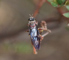 Daptolestes limbipennis