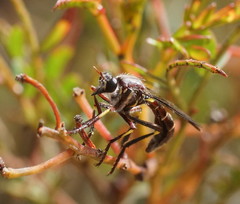 Daptolestes limbipennis