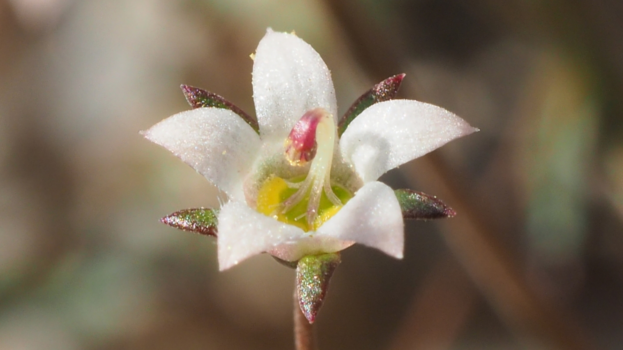 Nemacladus glanduliferus