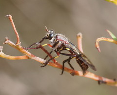Daptolestes limbipennis