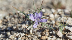 Eriastrum eremicum eremicum