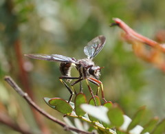 Daptolestes limbipennis