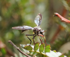 Daptolestes limbipennis