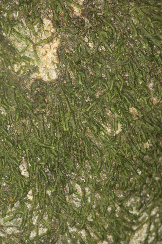 Bazzania wattsiana