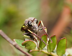 Daptolestes limbipennis
