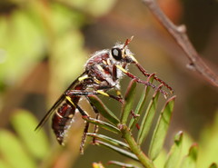 Daptolestes limbipennis