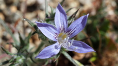 Eriastrum eremicum eremicum