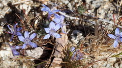 Eriastrum eremicum eremicum