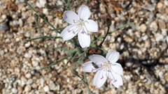 Stephanomeria exigua exigua