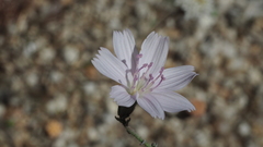 Stephanomeria exigua exigua