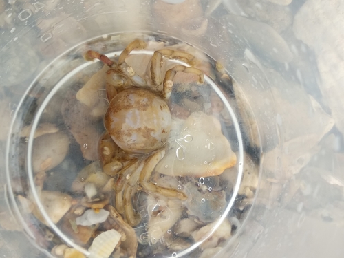 Pea Crab, photo 3 of 7