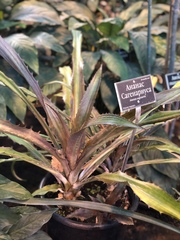 Ananas comosus bracteatus