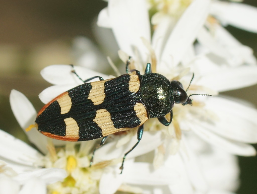 Castiarina interstitialis