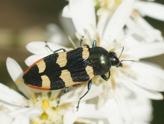 Castiarina interstitialis
