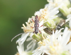 Eburophora octoguttata