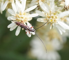 Eburophora octoguttata