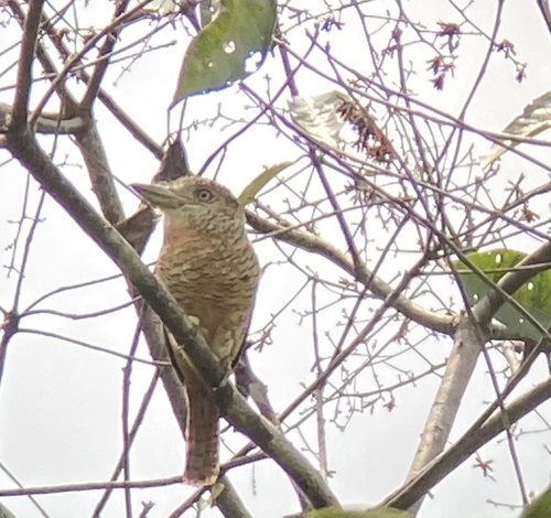 Nystalus radiatus image