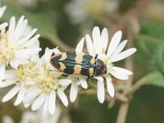 Castiarina interstitialis