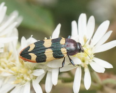 Castiarina interstitialis