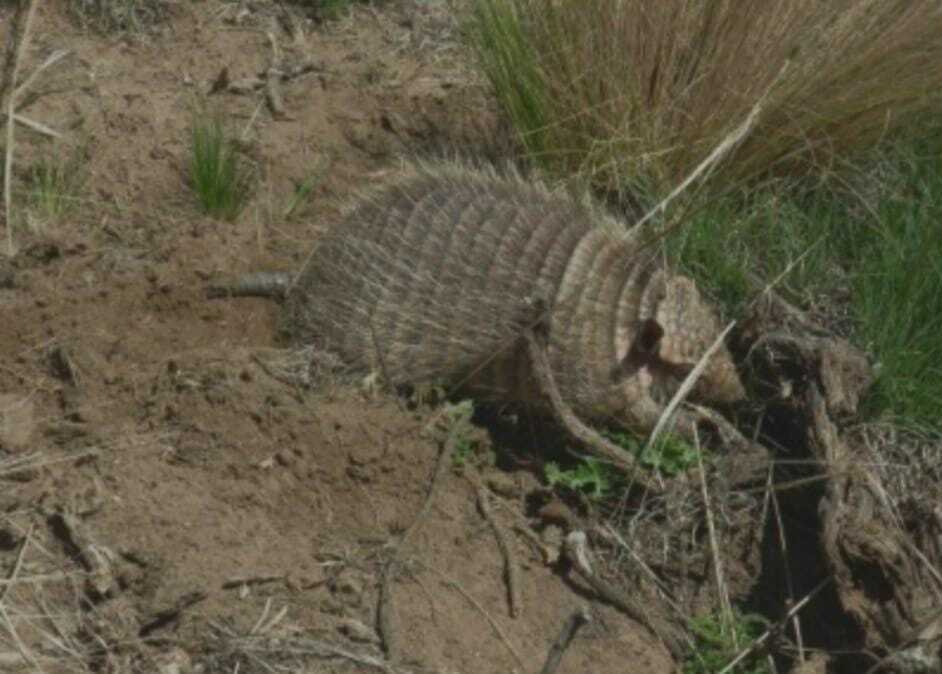 Screaming Hairy Armadillo from Santa Catalina, Jujuy, Argentina on ...