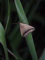 Simplicia mistacalis