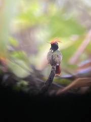 Lophornis delattrei image