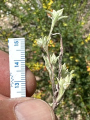Logfia arizonica image