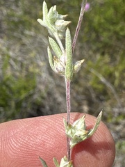 Logfia arizonica image