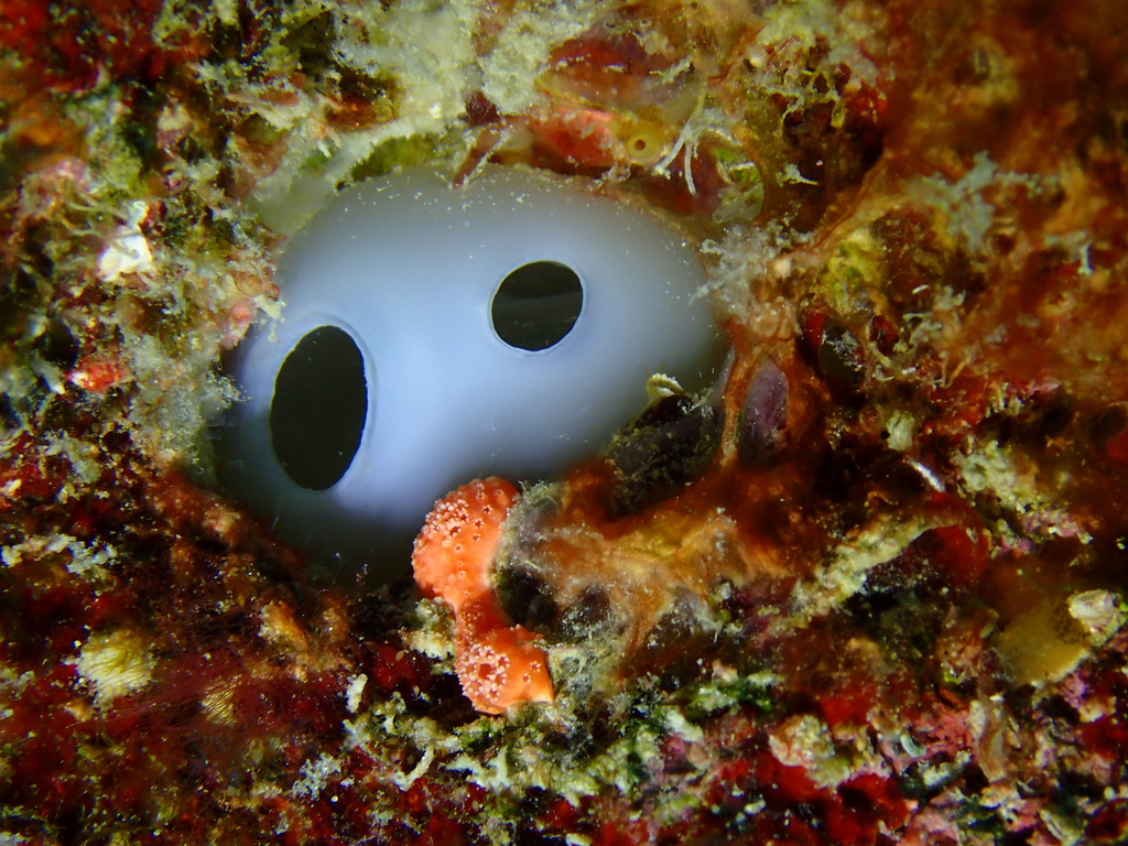 Photo of Blue bell tunicate (Rhopalaea crassa)