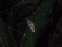 Herpetogramma basalis
