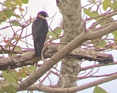 Falco rufigularis image