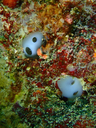 Photo of Blue bell tunicate (Rhopalaea crassa)