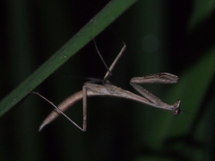 Statilia maculata