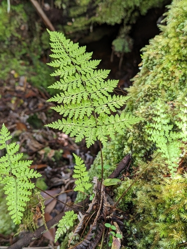 Image of Rigid Lace Fern (Microlepia setosa) by (c) David Anderson, some rights reserved (CC BY)