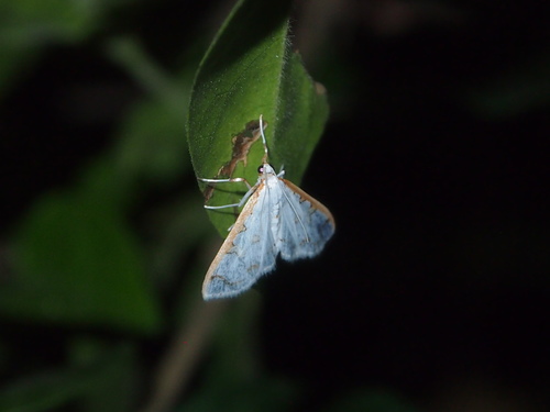 Palpita minuscula observed 2018-11-01