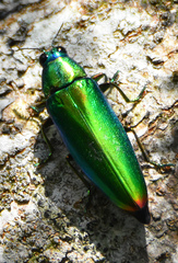 Chrysochroa fulminans