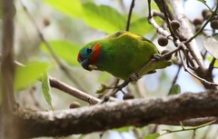 Cyclopsitta diophthalma