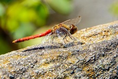 Sympetrum frequens