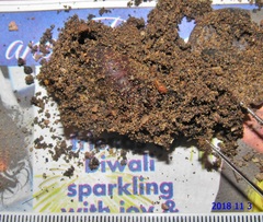 Rhodogastria similis