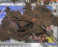 Rhodogastria similis