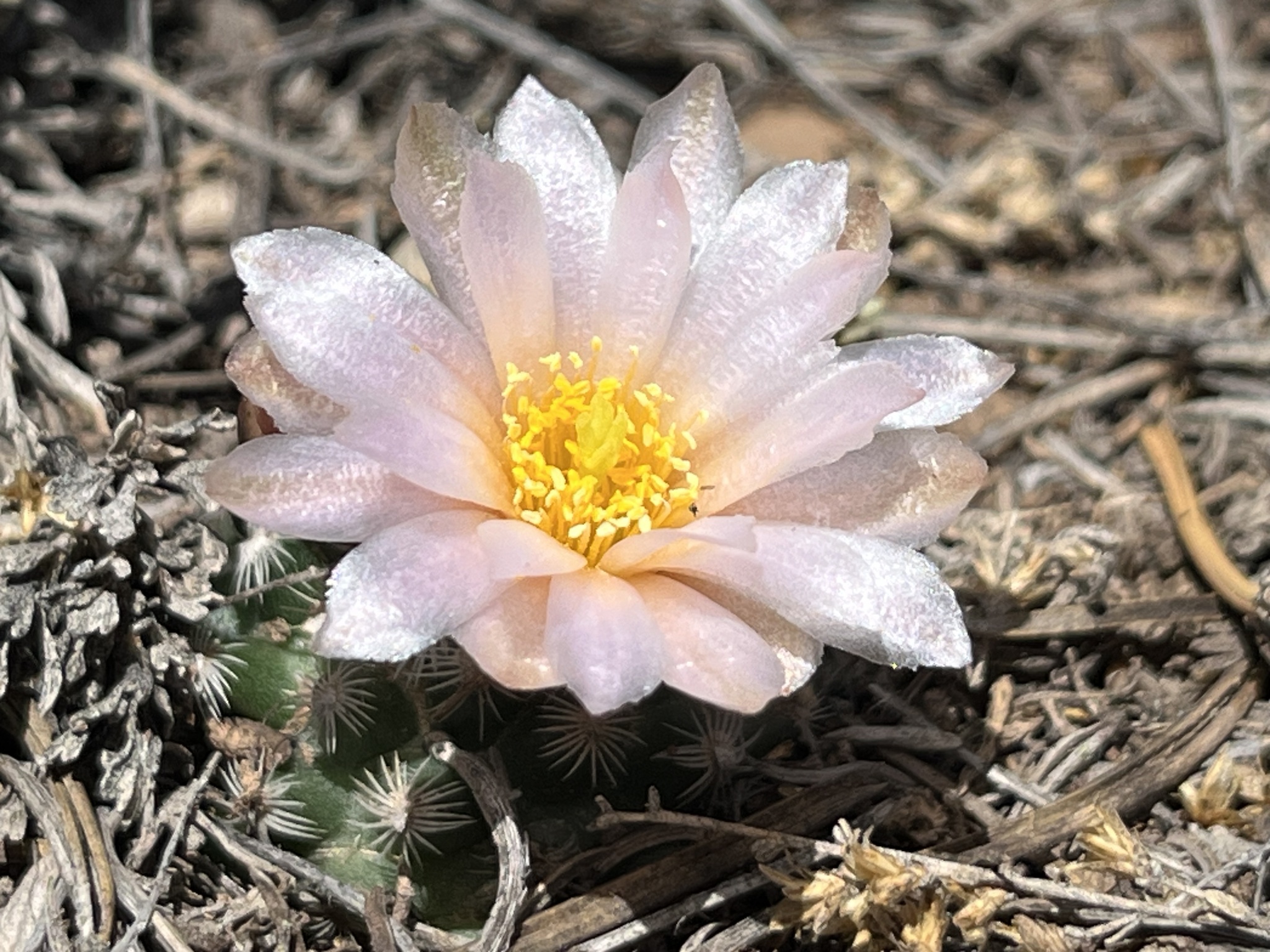 Pediocactus knowltonii