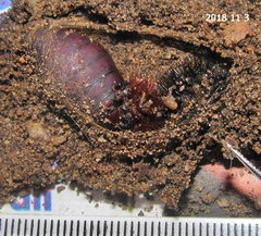 Rhodogastria similis