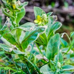 Verbascum thapsus