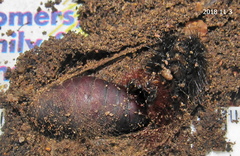 Rhodogastria similis