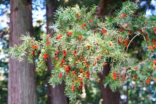 Japanese yew